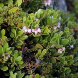 2017-06-07 Common Bearberry, Arctostaphylos uva-ursi