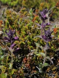 2017-06-07 Alpine Bartsia, Bartsia alpina