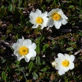 2017-06-07 Mountain Avens, Dryas octopetala