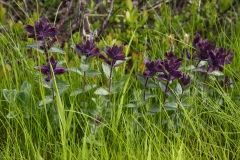 2017-06-07 Alpine Bartsia, Bartsia alpina