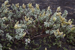 2017-06-08 Creeping Willow, Salix repens