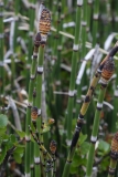 2017-06-08 Rough Horsetail, Equisetum hyemale