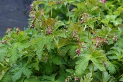 2017-06-08 Meadow Crane's-bill, Geranium pratense