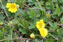 2017-06-08 Creeping Cinquefoil, Potentilla reptans