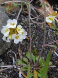 2017-06-08 prob Draba sp