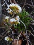 2017-06-08 prob Draba sp