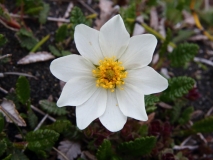 2017-06-08 Mountain Avens, Dryas octopetala