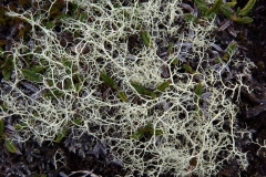 2017-06-08 Reindeer 'Moss' (a lichen), Cladonia rangiferina