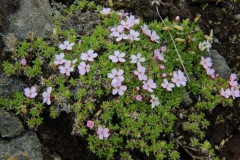 2017-06-08 Moss Campion, Silene acaulis