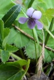 2017-06-08 Common Dog-violet, Viola riviniana