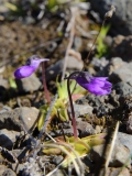 2017-06-08 Common Butterwort, Pinguicula vulgaris