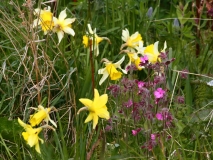 2017-06-09 Daffodils and Red Campion