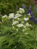 2017-06-09 Sweet Cicely, Myrrhis odorata