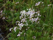 2017-06-09 Lady's-smock, Cardamine pratensis