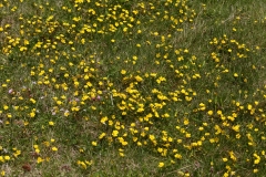 2017-06-09 Creeping Cinquefoil, Potentilla reptans