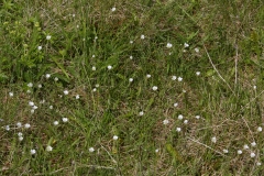 2017-06-09 Alpine Mouse-ear, Cerastium alpinum