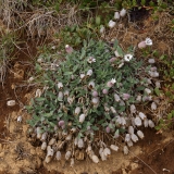 2017-06-09 Bladder Campion, Silene vulgaris