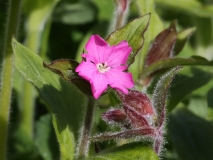 2017-06-09 Red Campion, Silene dioica