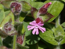 2017-06-09 Red Campion, Silene dioica