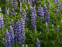 2017-06-09 Lupins, Lupinus nootkatensis (introduced)