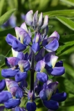 2017-06-09 Lupin, Lupinus nootkatensis (introduced)