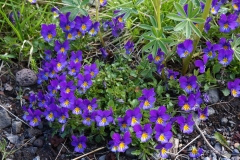 2017-06-09 Wild Pansy, Viola tricolor