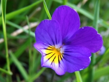 2017-06-09 Wild Pansy, Viola tricolor