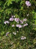 2017-06-10 Lady's-smock, Cardamine pratensis