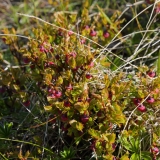 2017-06-13 Bilberry (unripe), Vaccinium myrtillus