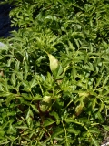 2017-06-13 Wild Angelica, Angelica sylvestris