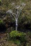 2017-06-13 Wild Angelica, Angelica sylvestris