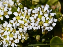 2017-06-14 prob Common Scurvygrass, Cochlearia officinalis