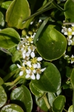 2017-06-14 prob Common Scurvygrass, Cochlearia officinalis