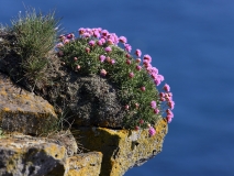 2017-06-14 Thrift, Armeria maritima