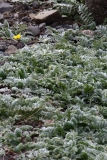 2017-06-15 Silverweed, Potentilla anserina