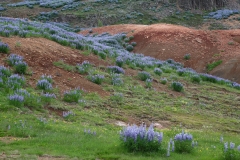 2017-06-16 Lupins, Lupinus nootkatensis (introduced)