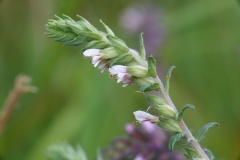 2017-07-31 Red Bartsia, Odontites vernus