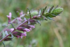 2017-07-31 Red Bartsia, Odontites vernus