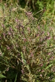 2017-07-31 Red Bartsia, Odontites vernus