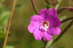 2017-07-31 Great Willowherb, Epilobium hirsutum