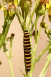 2017-07-31 Cinnabar Moth Caterpillar on Ragwort