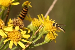 2017-07-31 Hover Fly and Cinnabar Moth Caterpillar on Ragwort