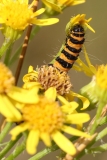 2017-07-31 Cinnabar Moth Caterpillar on Ragwort