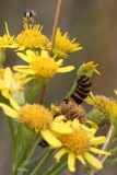 2017-07-31 Hover Fly and Cinnabar Moth Caterpillar on Ragwort