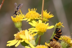 2017-07-31 Hover Fly and Cinnabar Moth Caterpillar on Ragwort