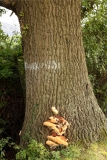 2017-08-07 Oak with Bracket Fungus