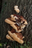 2017-08-07 Bracket Fungus on Oak