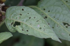 2017-08-07 Bittersweet Leaves