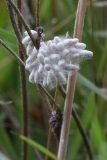 2017-08-07 Cluster of Eggs