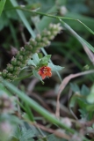 2017-08-07 Scarlet Pimpernel, Anagallis arvensis